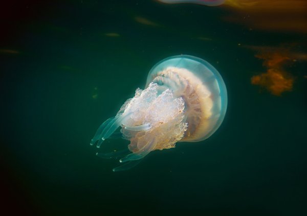 Корнерот Аурелия