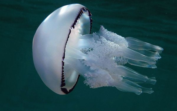 Медуза корнерот