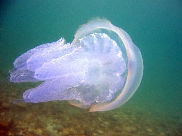 Сцифоидные медузы Аурелия