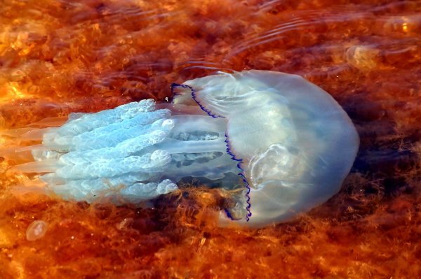 Медузы черного моря в Болгарии