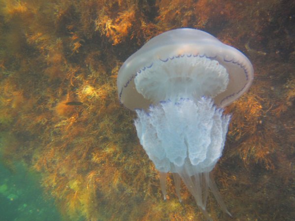Медузы в Анапе Аурелия