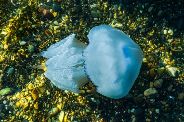 Медуза корнерот синяя