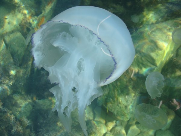 Медузы черного моря