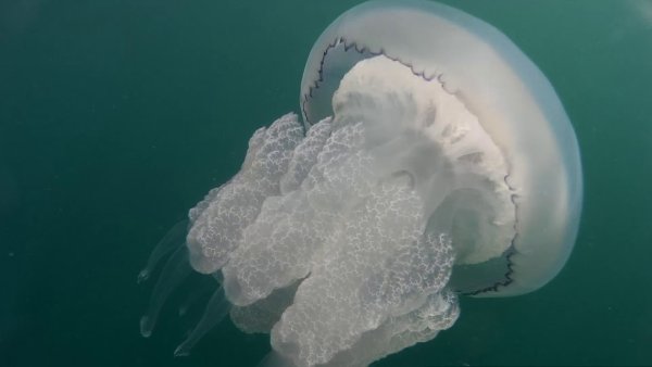 Корнерот Аурелия