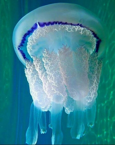 Корнерот, Аурелия и мнемиопсис