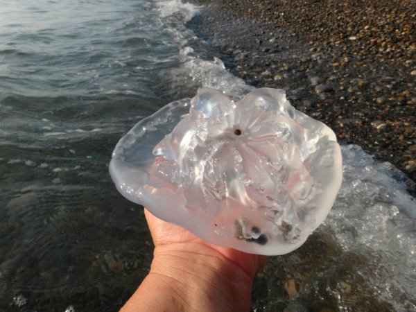 Медуза корнерот в черном море