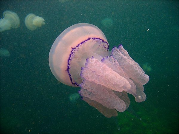 Корнерот Аурелия