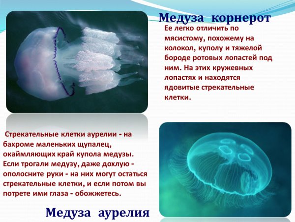 Медуза корнерот в черном море