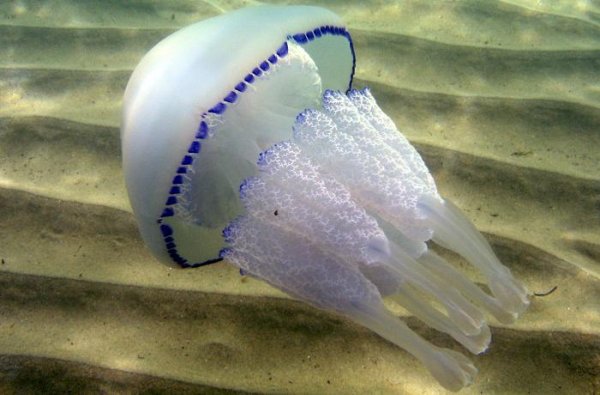 Медуза Аурелия в черном море