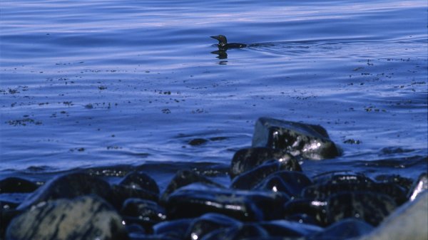1989 Exxon Valdez Oil spill in Alaska