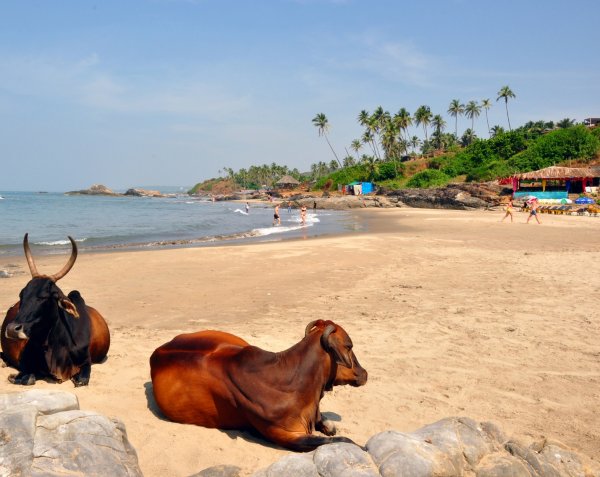 Гоа море