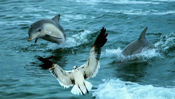 Море Чайки дельфины