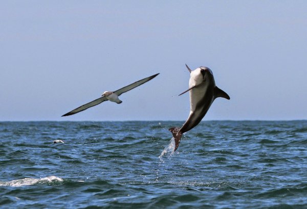 Дельфины над морем