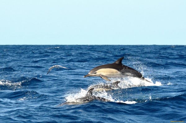 Море дельфины корабль