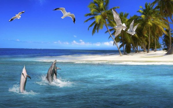 Море пальмы дельфины