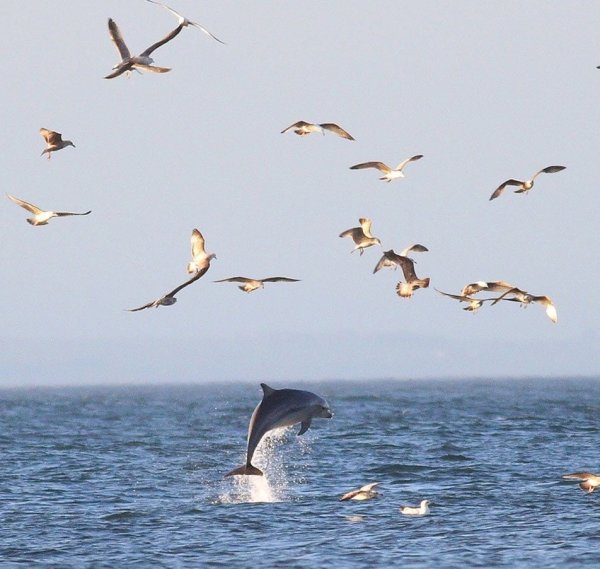 Корабль Чайки