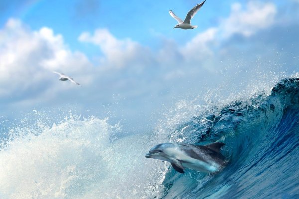 Море корабли дельфины Чайки
