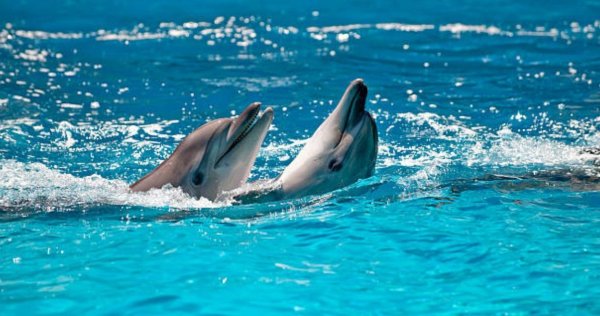 Морской Бриз с дельфинами