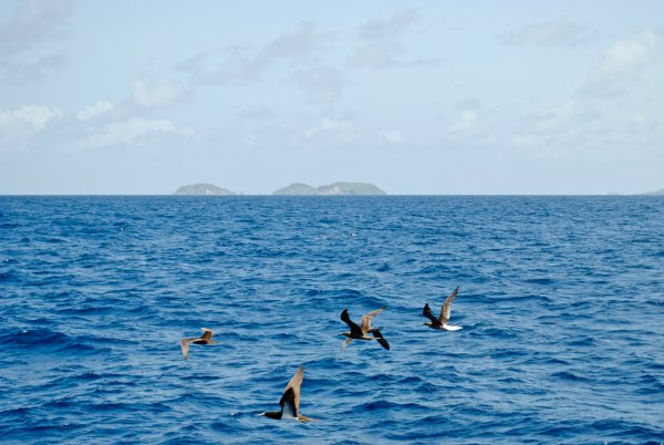 Море Чайки дельфины