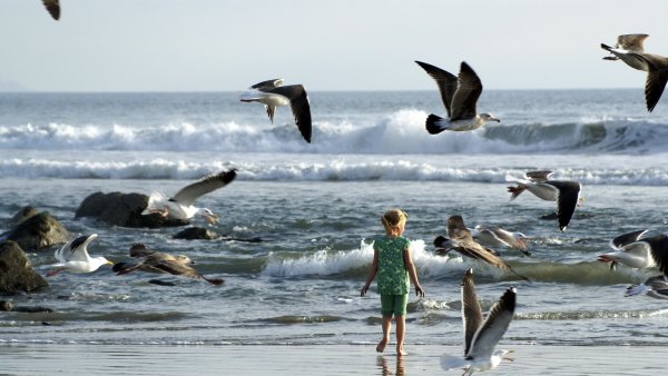 Дельфины и Чайки
