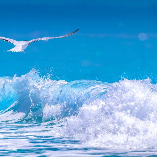 Волна в море с чайками