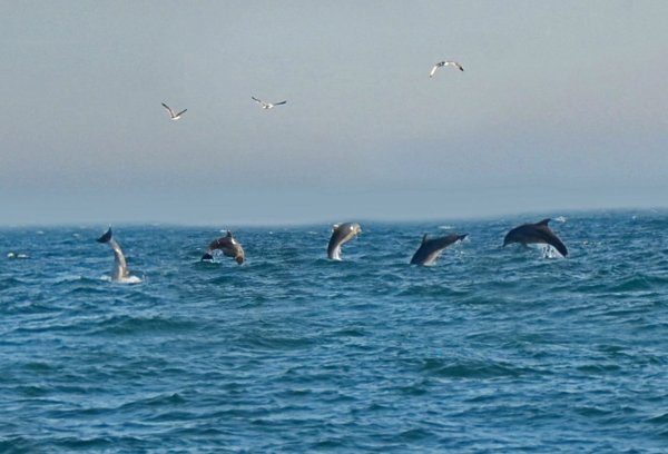 Дельфины в Ялте в море