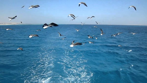 Море, Чайки