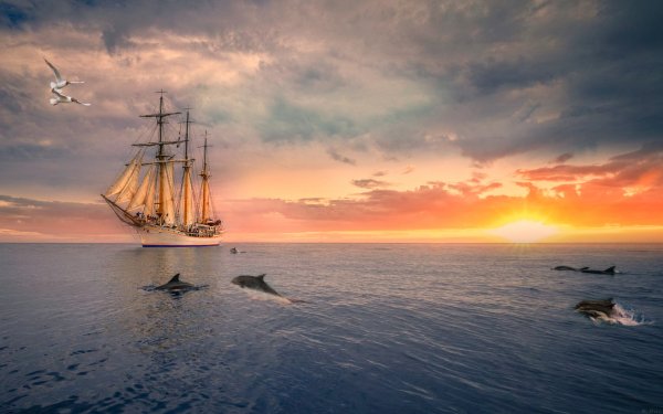 Море дельфины корабль