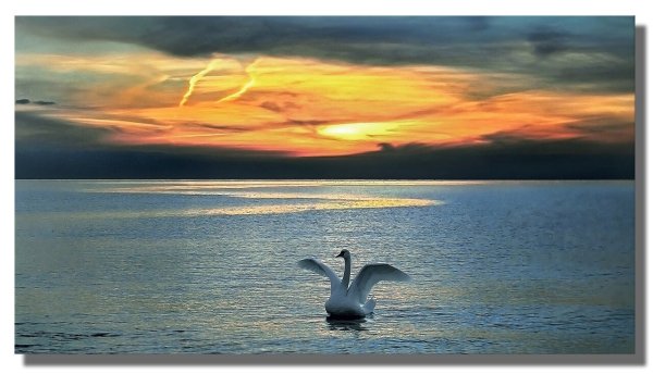 Лебеди на закате солнца на море