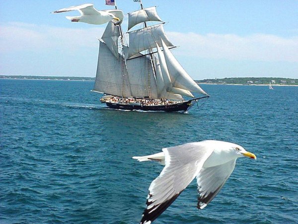 Чайки над кораблем