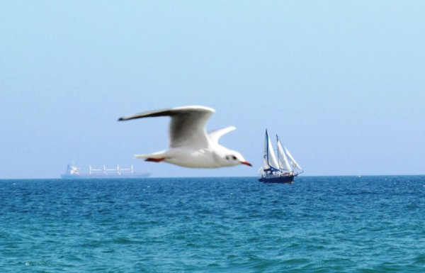 Чайки над кораблем