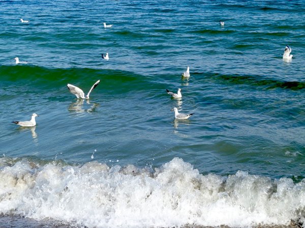 Чайки Сухум