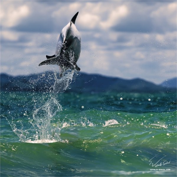 Море Чайки дельфины