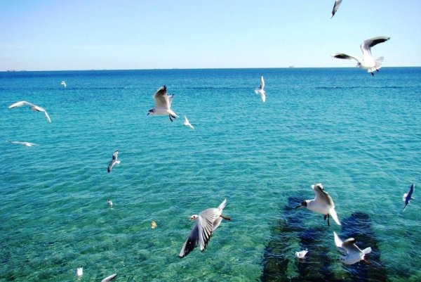 Дельфины и Чайки