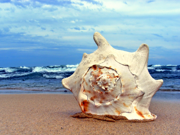 Солнечное море живопись