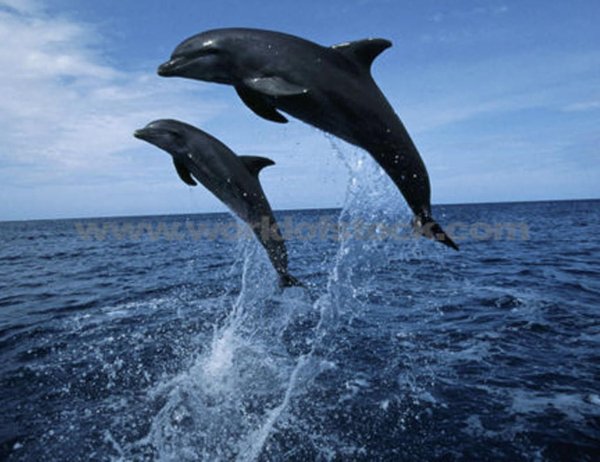 Дельфин Афалина Черноморская