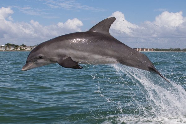 Дельфин Афалина Черноморская