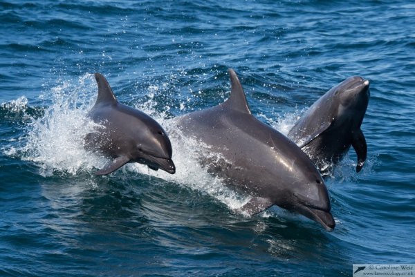 Дельфин Афалина Черноморская красная книга