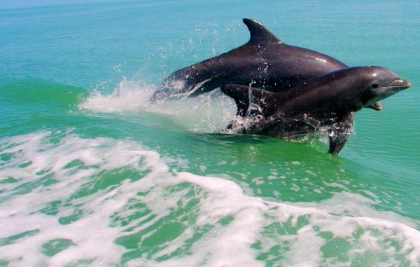 Черноморская Афалина