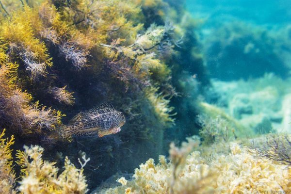 Мыс Опук дельфины