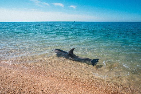 Обитатели черного моря