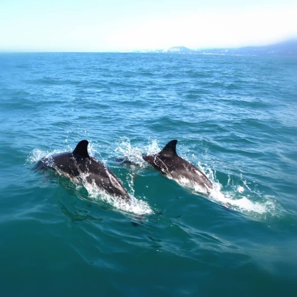 Подводный мир черного моря