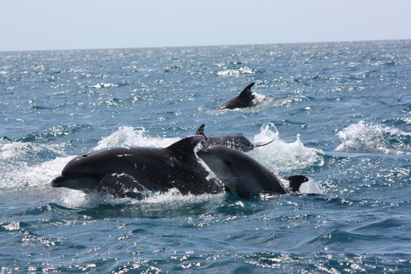 Черноморская Афалина с детенышем