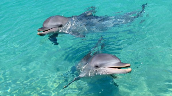 Обитатели черного моря