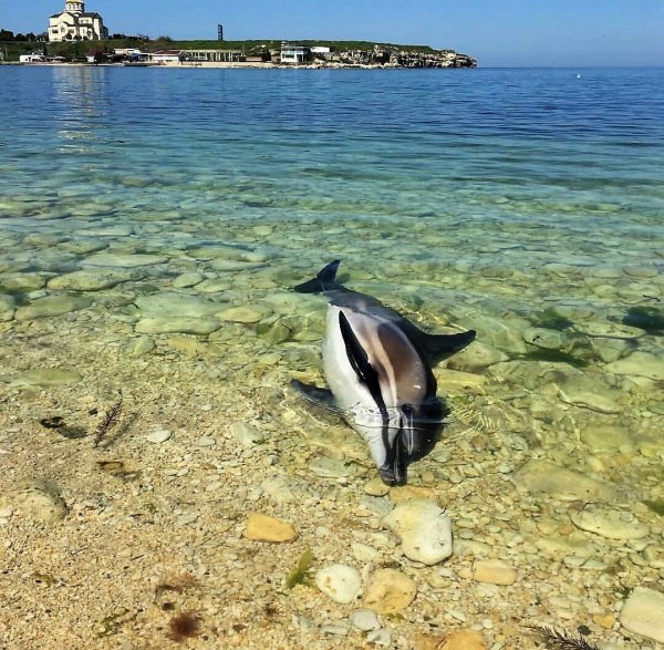 Черноморская Афалина