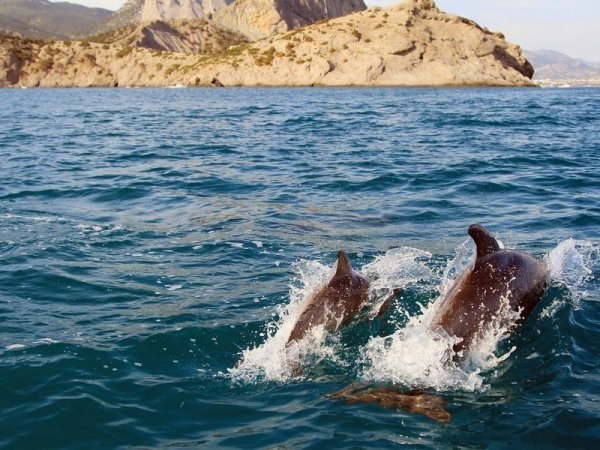 Животные дельфины