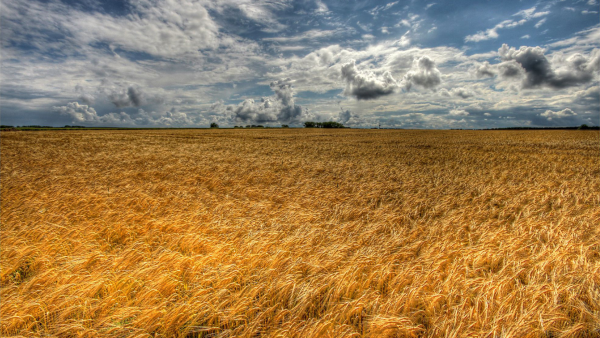 Ковыльная степь и пшеничное поле