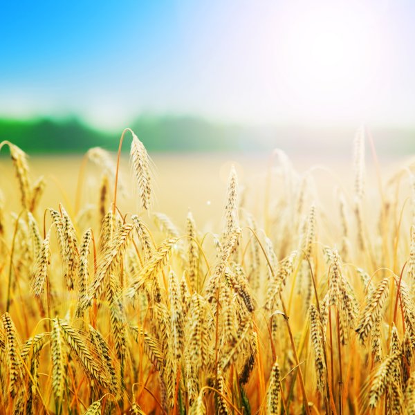 Поле пшеницы