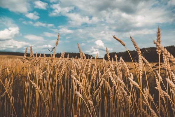 Степная рожь