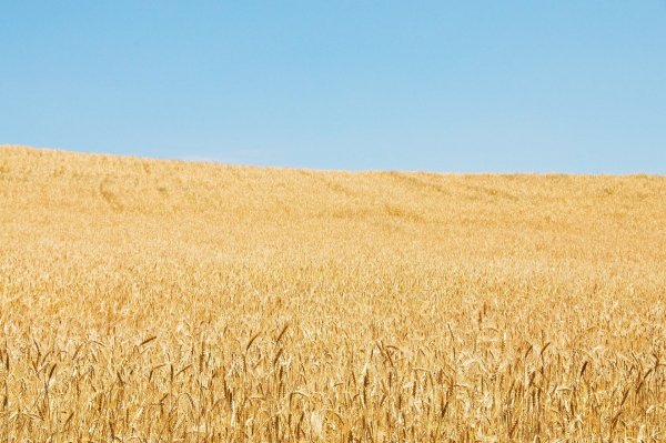 Поле пшеницы Апанасенковский район